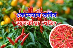 Chili Cultivation in Assam! soil and climate for farming