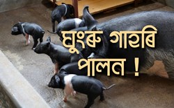 Ghungroo! Pig  Breed, a profitable business for Farmer