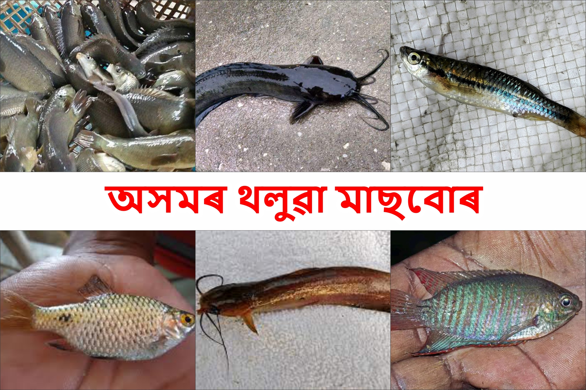 Local fish  of Assam