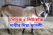 ৫ লিটাৰকৈ গাখীৰ দিয়া বিশেষ প্ৰজাতিৰ ছাগলী, পঢ়ক বিস্তাৰিত খবৰ!