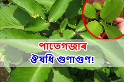 Health Benefit of Kalanchoe Pinnata