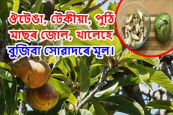 Elephant Apple and its health benefit