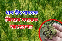 How  Ajola is helpful in Paddy production?