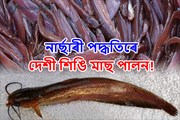 নাৰ্ছাৰী পদ্ধতিৰে কেনেদৰে পালন কৰিব দেশী শিঙি মাছ!
