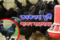 Kadaknath Chicken Farming! Poultry farming Guide