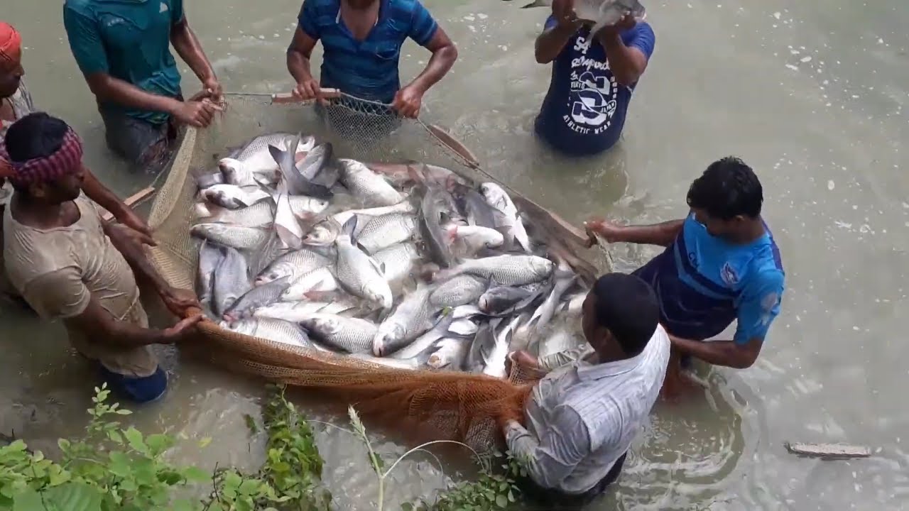 Fishries Challenge in Assam