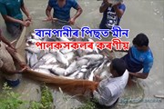 অসমৰ বানপানী, পুখুৰী আৰু মাছ পালন