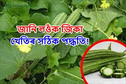 Ridge Gourd farming Guide for Farmers