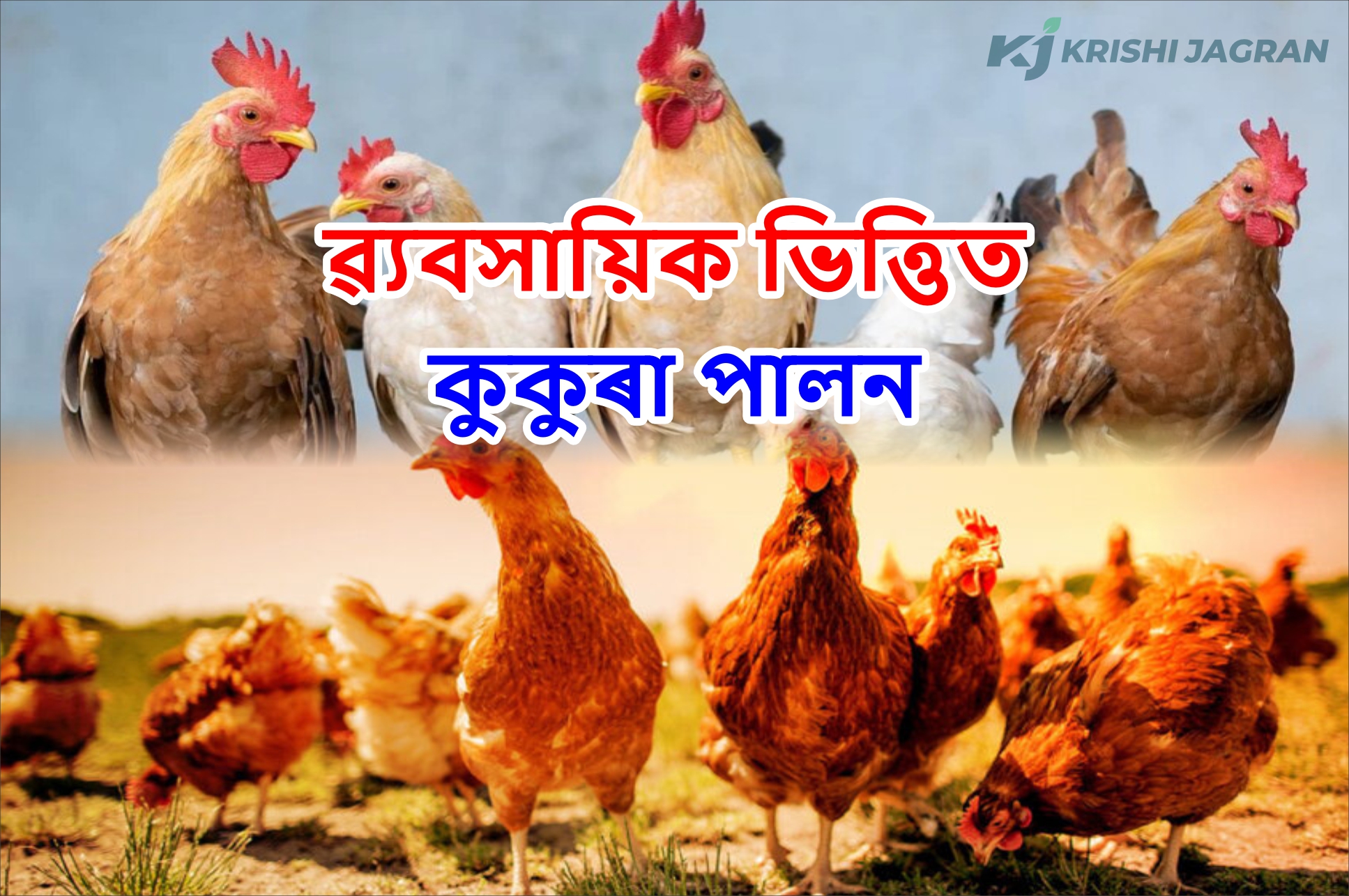 Poultry Farming! a Profitable Business for Farmers