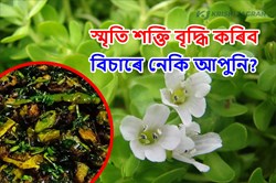 Bacopa monnieri! can increase memory Power