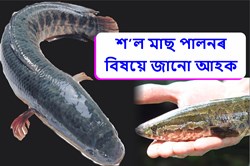 How to do Snake Head Fish Farming?