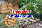 অসমৰ হাবিত সহজলভ্য বেতগছ, এতিয়া প্ৰায় বিলুপ্তিৰ দিশত!