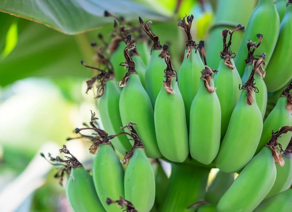 Banana cultivation: Good Earning Source for farmers