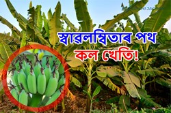 Banana cultivation: Good Earning Source for farmers