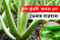 Aloe Vera and its Health Benefit