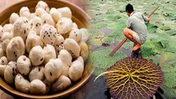 Makhana Cultivation! UP Farmer Earn Lakh of Rs. from Makhana