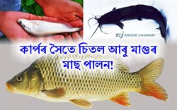 Fish Farming: Cheetal and Cat fish rearing with Carp