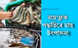 Bio flock Fish production, Profitable Business for farmers