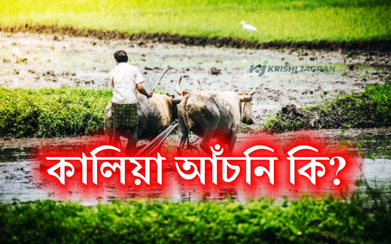 Kalia Scheme for farmer