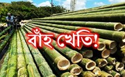 Bamboo: বাঁহ খেতি আৰু ইয়াৰ পৰিচালনা ব্যৱস্থা!