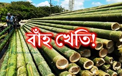 Know about Bamboo Cultivation