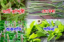 Medicinal Plant and its Health Benefit
