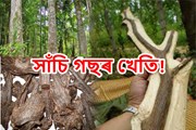 সাঁচি গছ: অসমৰ কৃষকৰ বাবে লাভজনক কৃষি ব্যৱসায়