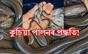 কুচিয়া মাছ পালনঃ এক লাভজনক কৃষি ব্যৱসায়!