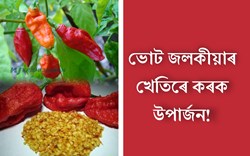 Bhut Jolokia Cultivation