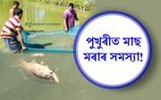 গ্ৰীষ্মকালত হঠাৎ পুখুৰীত মাছ মৰা সমস্যা আৰু প্ৰতিকাৰ