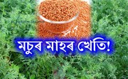 মচুৰ মাহৰ খেতিৰ সু-সংহত শস্য সুৰক্ষা ব্যৱস্থাপনা