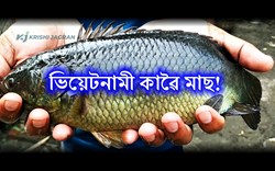 Vietnami Kawai Fish farming (1)