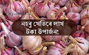  নহৰু খেতিৰ লাভালাভ! অধিক উৎপাদনৰ বাবে নিৰ্বাচন কৰক উন্নত মানৰ জাত
