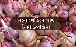 Garlic Cultivation: a Profitable Business for farmers
