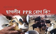 ছাগলীৰ  পেষ্টিদিচ পেটিচ ৰুমিনেন্ট (PPR) ৰোগ কি?
