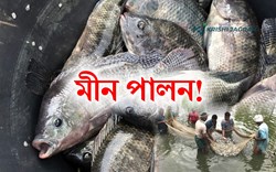 How to Fish farming in Flood Affected Area