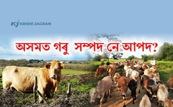 Cow and Assam Agriculture Sector
