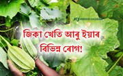 Ridge Gourd Cultivation: জিকা খেতি, বিভিন্ন ৰোগ আৰু ইয়াৰ  প্ৰতিকাৰ!