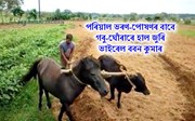 পৰিয়াল ভৰণ-পোষণৰ বাবে গৰু-ঘোঁৰাৰে হাল জুৰি ভাইৰেল ববন কুমাৰ
