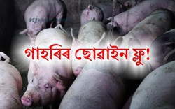 African Swine Flue hit Pig Farming in Assam