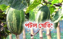 Know details About Pointed Gourd farming