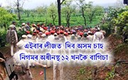 এইবাৰ লীজত  যাব অসম চাহ নিগমৰ অধীনস্থ ১২ খনকৈ বাগিচা 