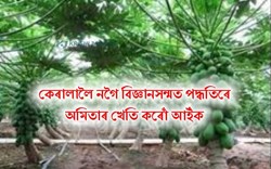 infact, we do not go to Kerala and cultivate Papaya in a scientific manner.