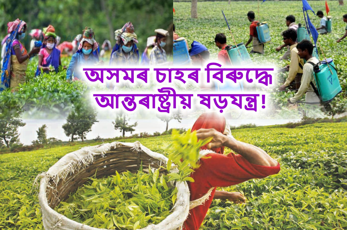 Conspiracy against Assam tea over pesticide