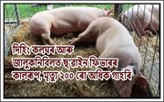 দিহিং কলঘৰ আৰু জালুকনিবিলত ছ’ৱাইন ফিভাৰৰ কালৰূপ, মৃত্যু ২০০ ৰো অধিক গাহৰি