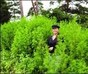 ভাৰততো কৰা হয় মেলেৰিয়া বিৰোধী উদ্ভিদ 'আৰ্টেমিচিয়া'ৰ খেতি