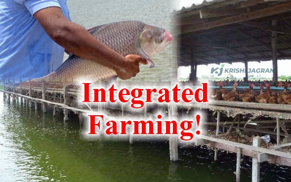 Integrated fish and poultry Farming