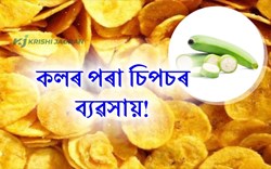 Banana Chips Business