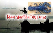 মাছমৰীয়াৰ জালত বিৰল প্ৰজাতিৰ মিছা মাছ!  