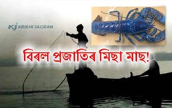 Rare species of shrimp  in fisherman's net!